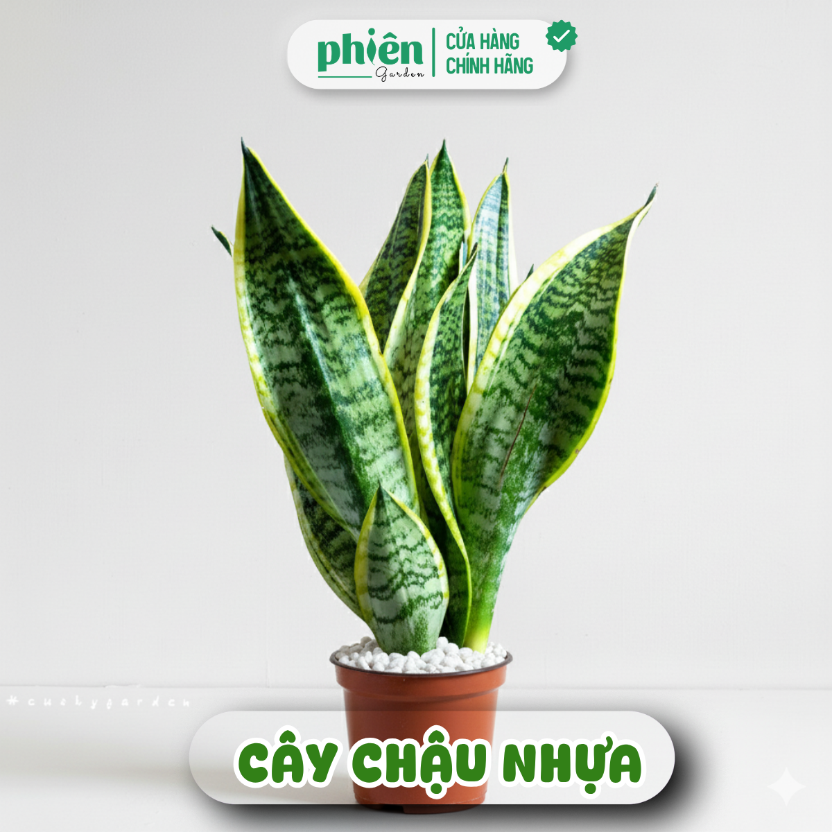 Cây Lưỡi Hổ Sọc Vàng Để Bàn Kèm Chậu Gốm Tráng Men - Ảnh 4