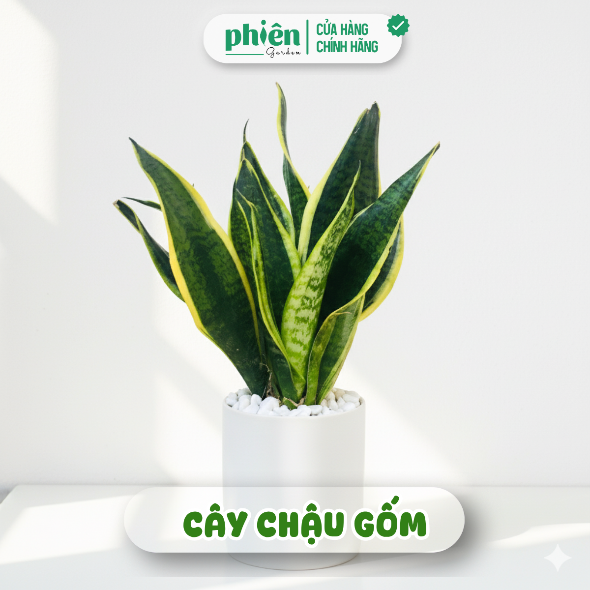 Cây Lưỡi Hổ Sọc Vàng Để Bàn Kèm Chậu Gốm Tráng Men - Ảnh 5