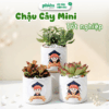 Chậu Lá May Mắn, Cây Fittonia Chậu Gốm Tặng Tốt Nghiệp