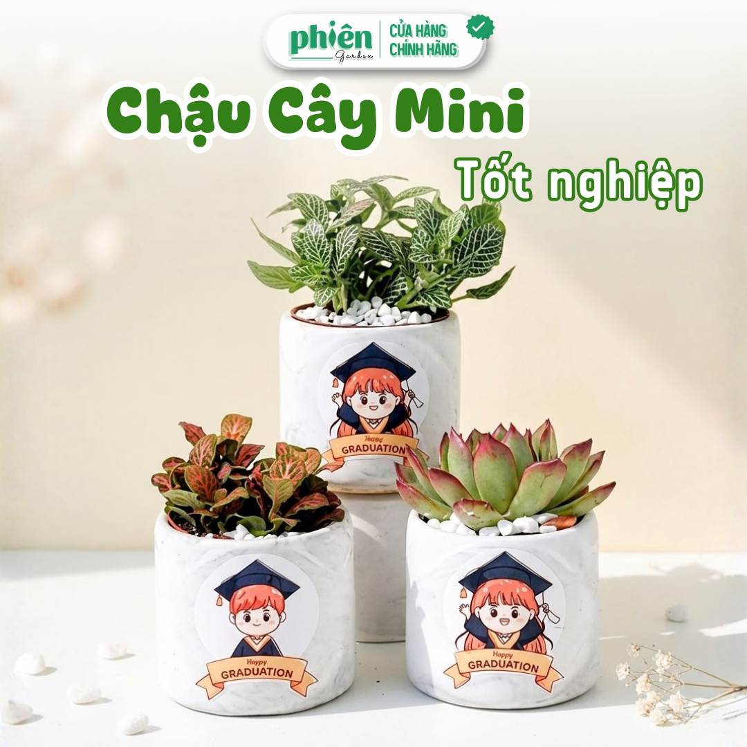 Chậu Lá May Mắn, Cây Fittonia Chậu Gốm Tặng Tốt Nghiệp