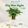 Chậu Cây Kim Ngân 3 Gốc Để Bàn Kèm Chậu Gốm