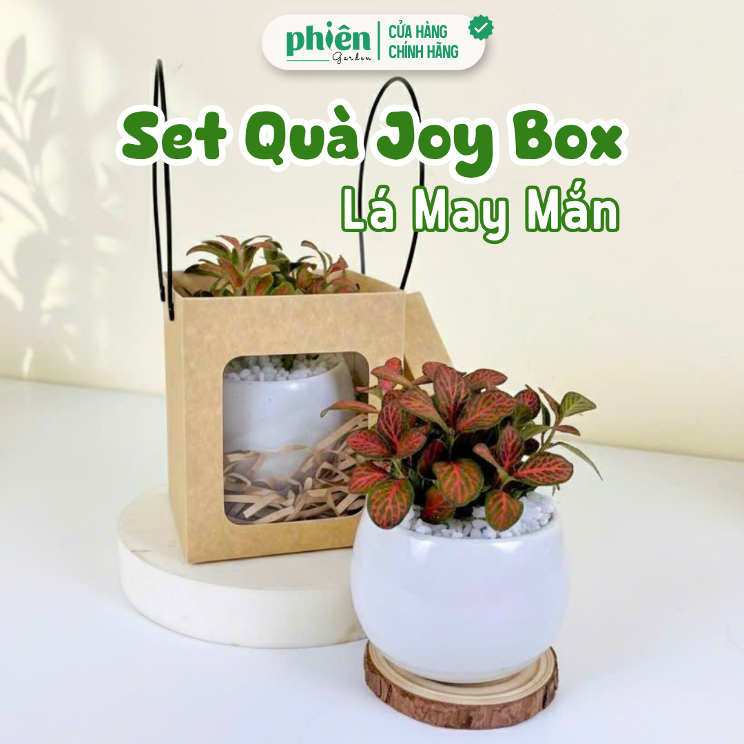 Hộp Quà Lá May Mắn, Sen Đá - Quà Tặng Joy Box
