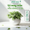 Chậu Cây Fittonia Chậu Gốm Mini, Lá May Mắn Để Bàn