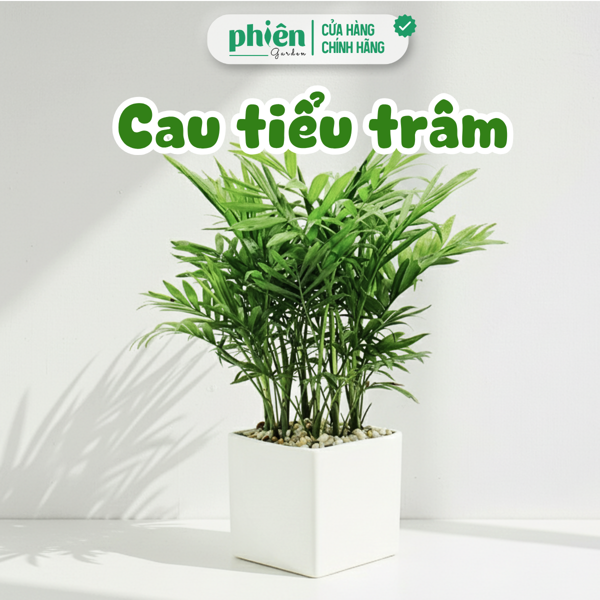 Cây Cau Tiểu Trâm Chậu Gốm Để Bàn Thanh Lọc Bụi Bẩn
