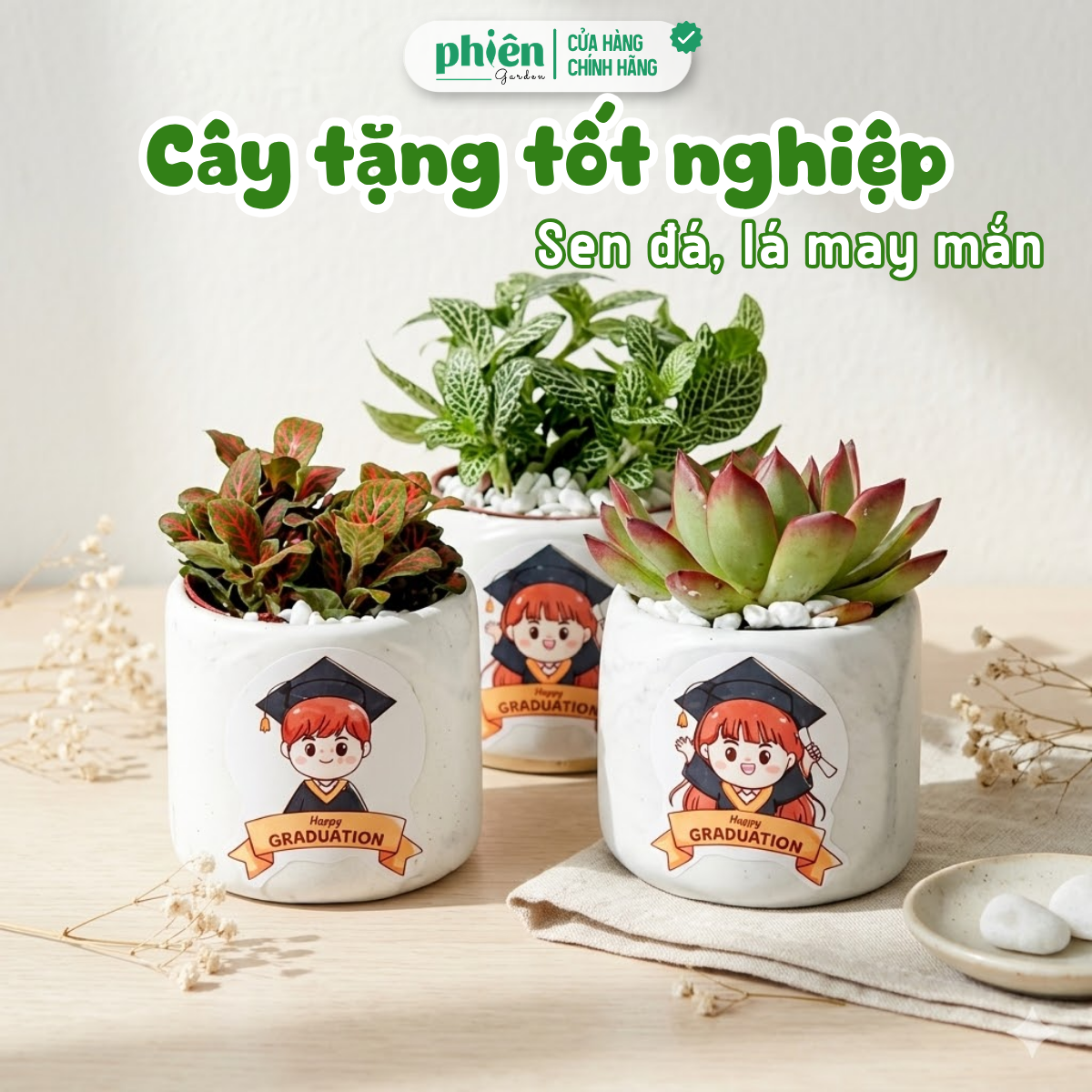 Chậu Cây Sen Đá, Fittonia Lá May Mắn Tặng Tốt Nghiệp