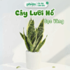 Cây Lưỡi Hổ Sọc Vàng Để Bàn Kèm Chậu Gốm Tráng Men