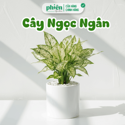 Cây Ngọc Ngân Để Bàn Chậu Gốm