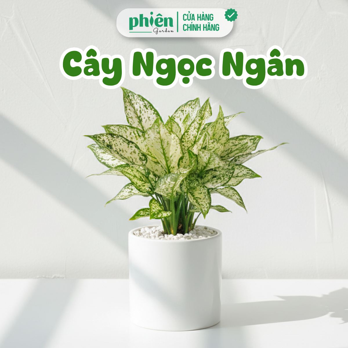 Cây Ngọc Ngân Để Bàn Chậu Gốm
