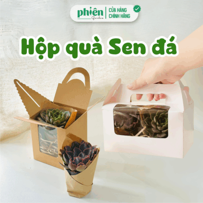 Quà Tặng Sen Đá Chậu Gốm