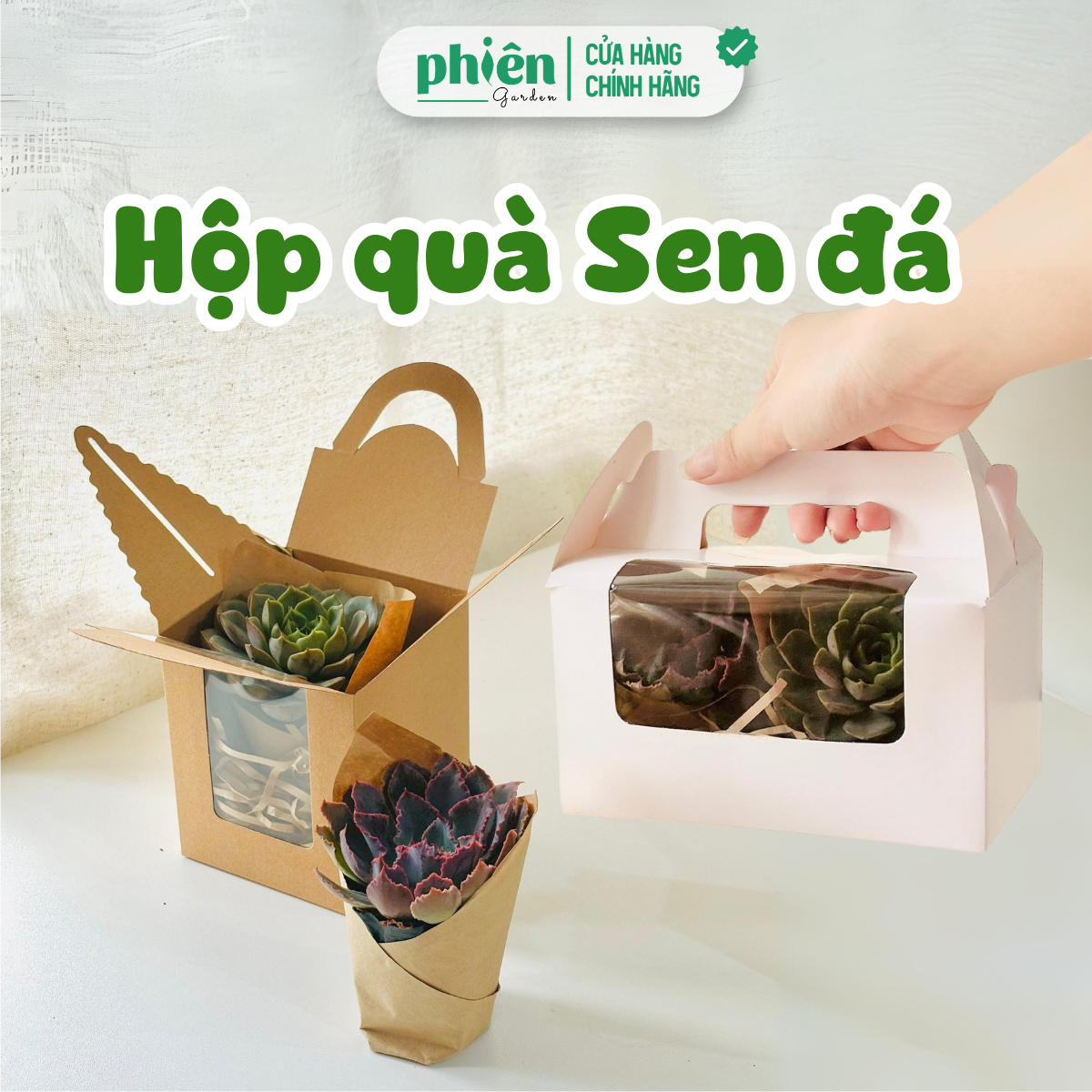 Quà Tặng Sen Đá Chậu Gốm