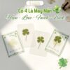 thẻ cỏ 4 lá may mắn lá thật