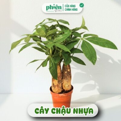 Chậu Cây Kim Ngân 3 Gốc Để Bàn Kèm Chậu Gốm Tráng Men