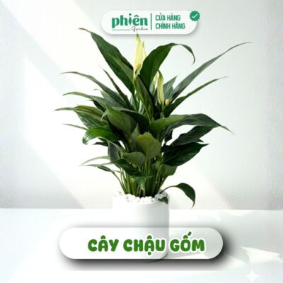 Cây Lan Ý Để Bàn Luôn Có Hoa Phong Thủy Kèm Chậu Gốm Tráng Men, Thanh Lọc Không Khí Hiệu Quả