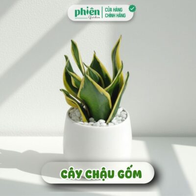 Chậu Cây Lưỡi Hổ Thái mini để bàn kèm Chậu gốm tráng men