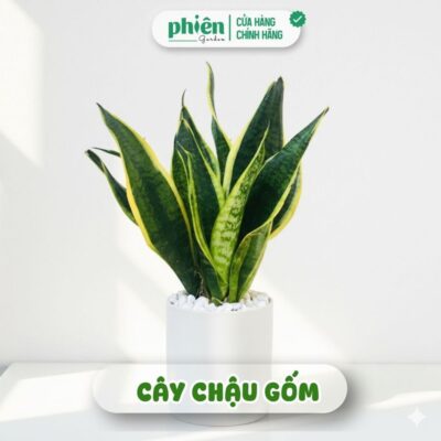 Chậu Cây Lưỡi Hổ Sọc Vàng Phong Thủy Để Bàn Kèm Chậu Gốm Tráng Men