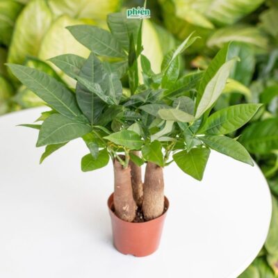 Cây Kim Ngân 3 Thân - Kim Ngân Tam Lộc Kèm Chậu Gốm Tráng Men
