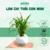 Cây Lan Chi - Cây Dây nhện mini để bàn kèm chậu gốm tráng men