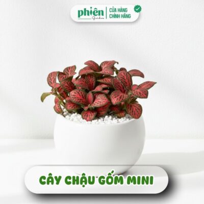 Chậu Cây Fittonia Lá Đỏ Cẩm Nhung May Mắn Và Sen Đá