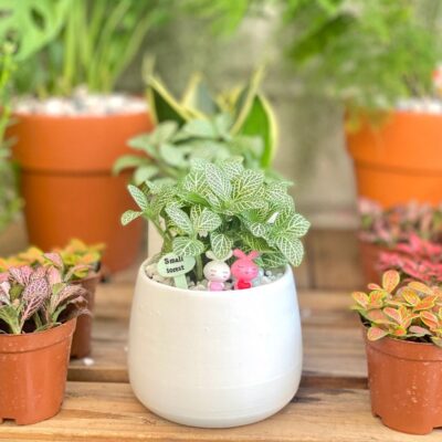 Chậu Cây Fittonia, Cây Cẩm Nhung lá xanh size lớn