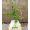 Cây Cần Thăng để bàn kèm chậu gốm tráng men, cây Bonsai đẹp
