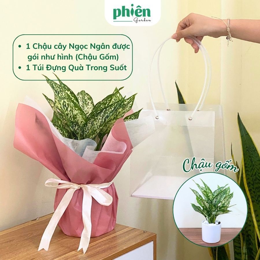 Chậu Cây Tốt Nghiệp Gói Giấy Kiểu Bó Hoa, Túi Quà Tặng Cây Xanh Để Bàn Tinh Tế, Tặng Bạn Bè,Tân Gia