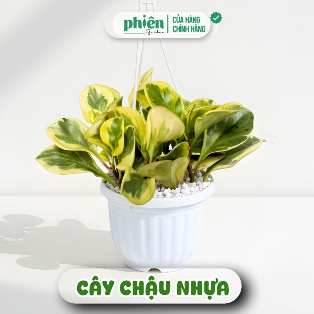 Chậu Cây Trường Sinh Cẩm Thạch để bàn kèm chậu gốm tráng men