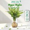 Chậu Cây Ngọc Ngân thủy sinh để bàn chậu thủy tinh