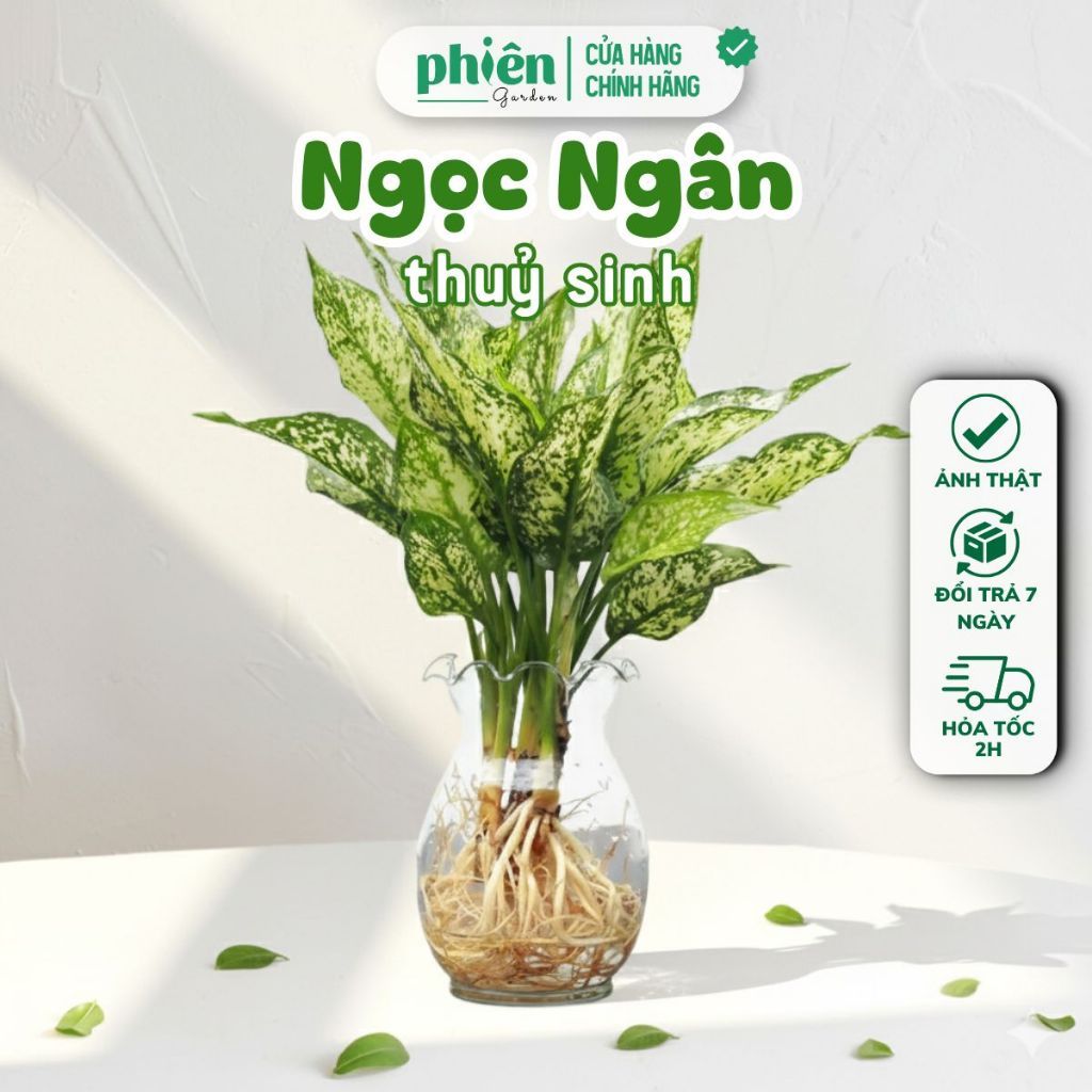 Chậu Cây Ngọc Ngân thủy sinh để bàn chậu thủy tinh