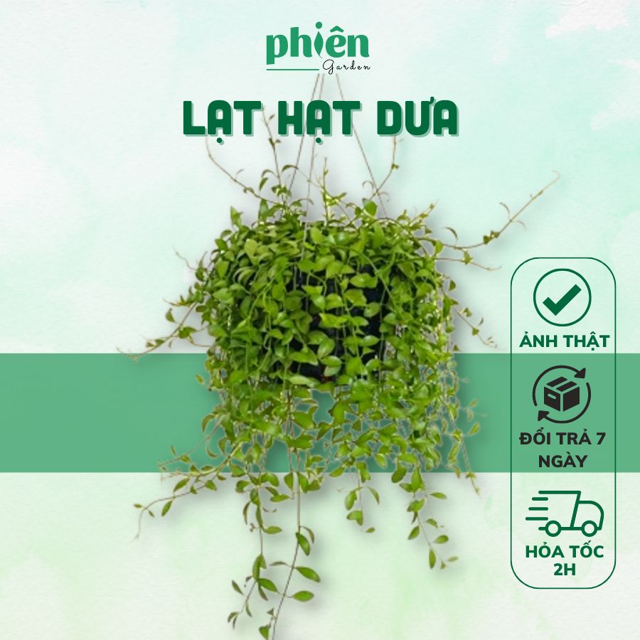 Cây Lan Hạt Dưa kèm chậu treo, Cây Lan Đô La lá rũ