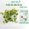 Cây Trầu Bà Sữa lá rũ chậu treo ban công, nội thất