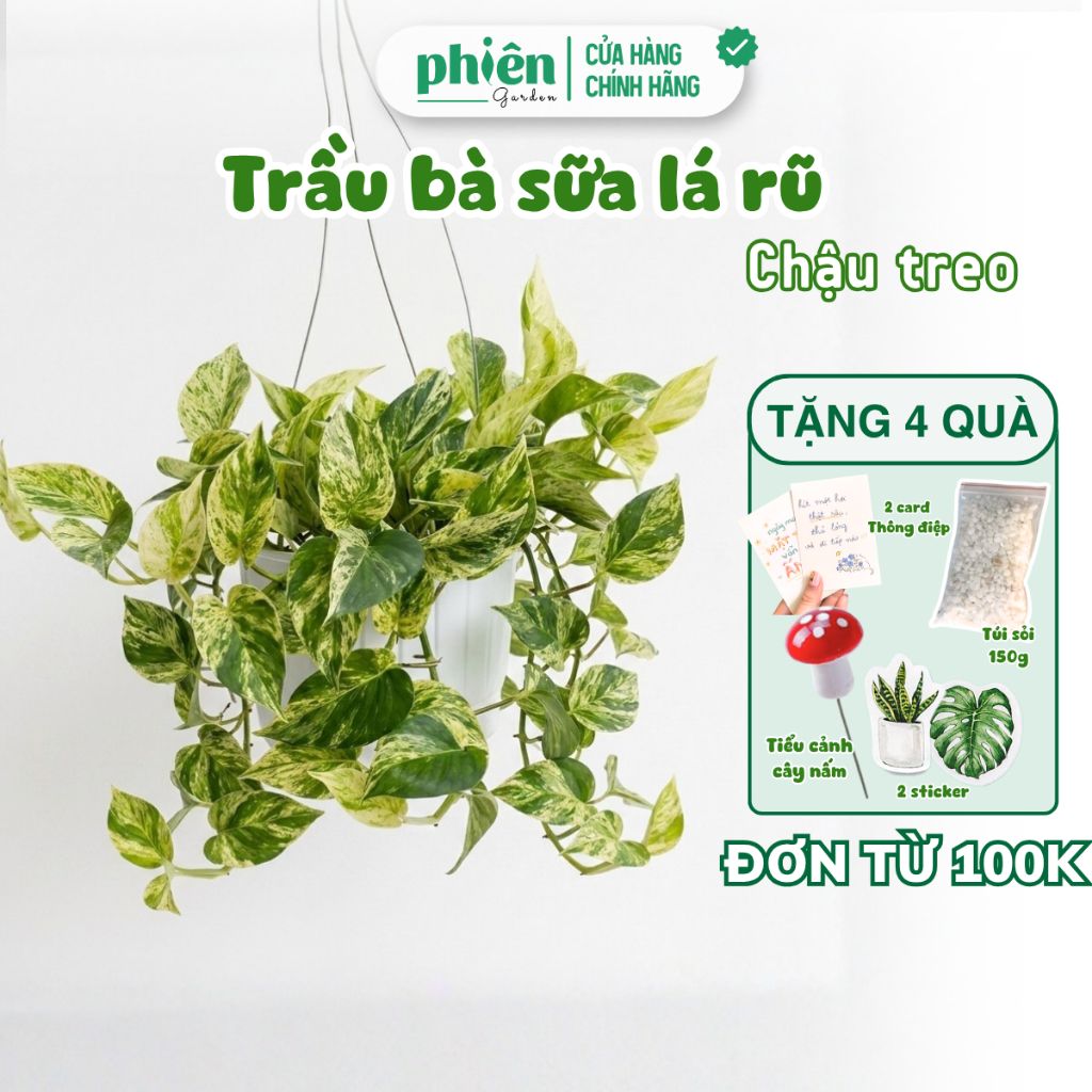 Cây Trầu Bà Sữa lá rũ chậu treo ban công, nội thất